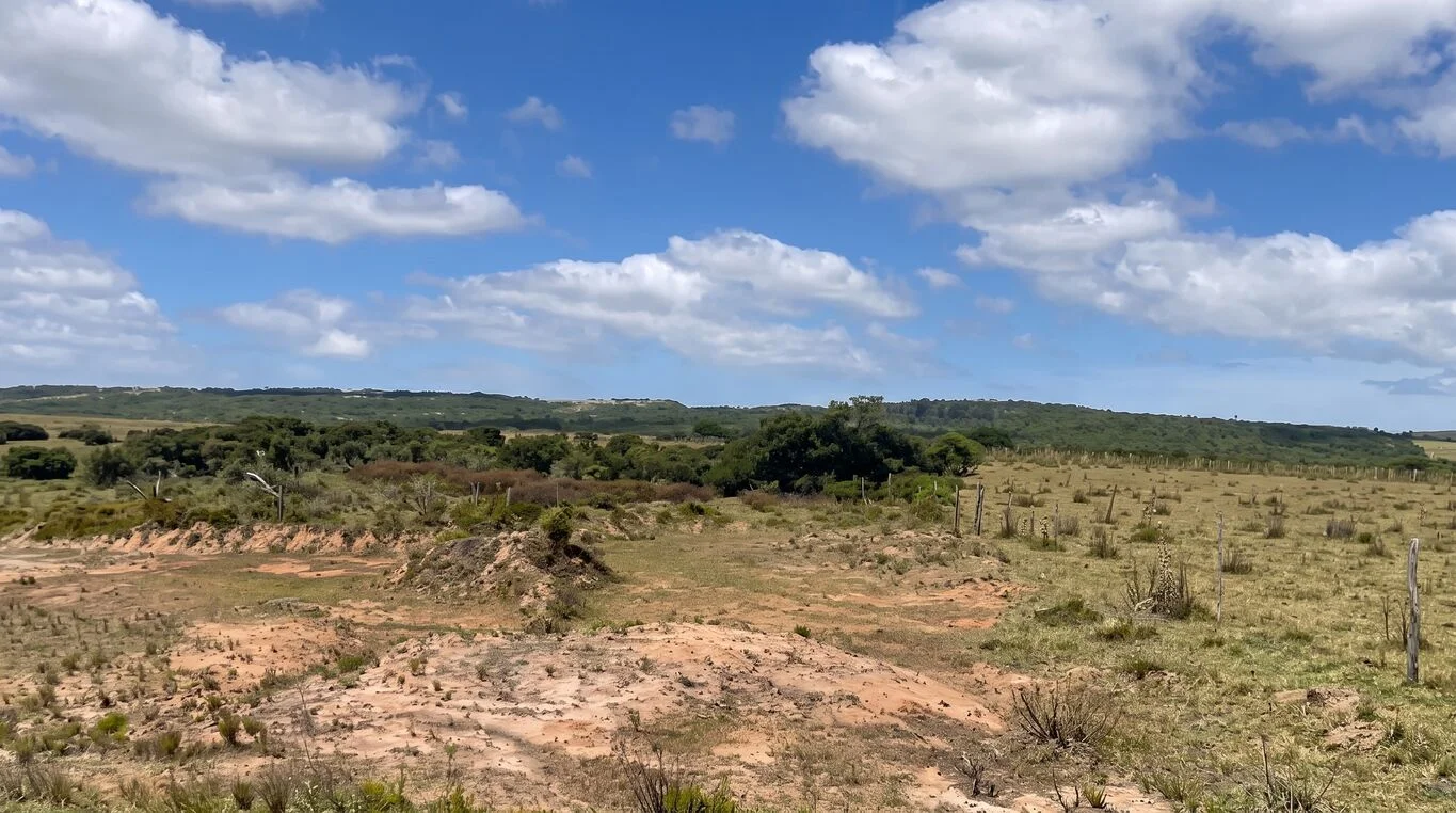Campo en Castillos, propiedad 298693 -Imagen 4