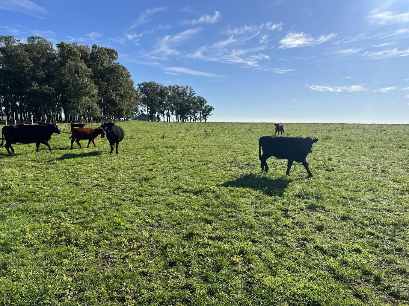 Campo en Rocha, propiedad 298696 -Imagen 8