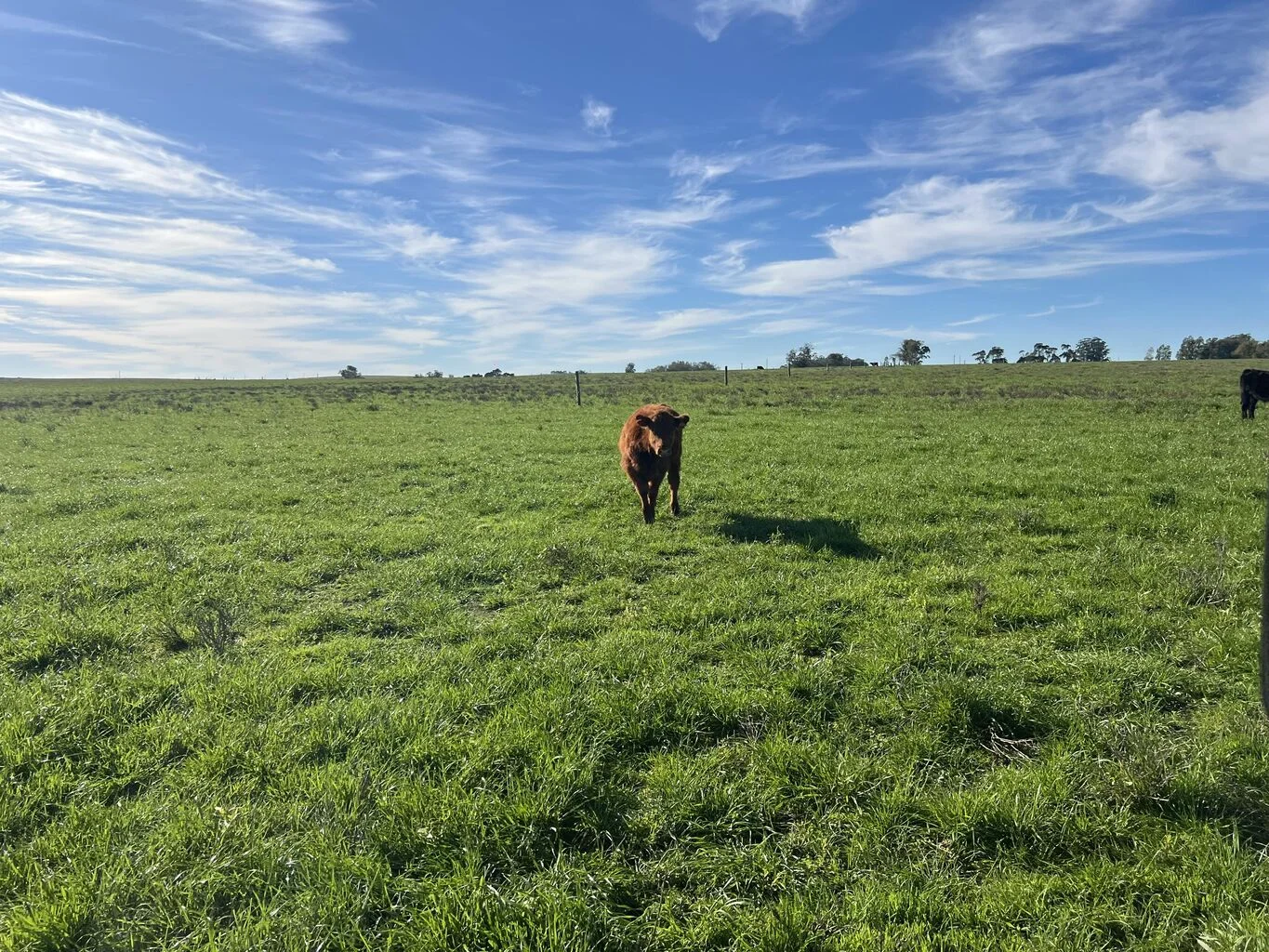 Campo en Rocha, propiedad 298696 -Imagen 9