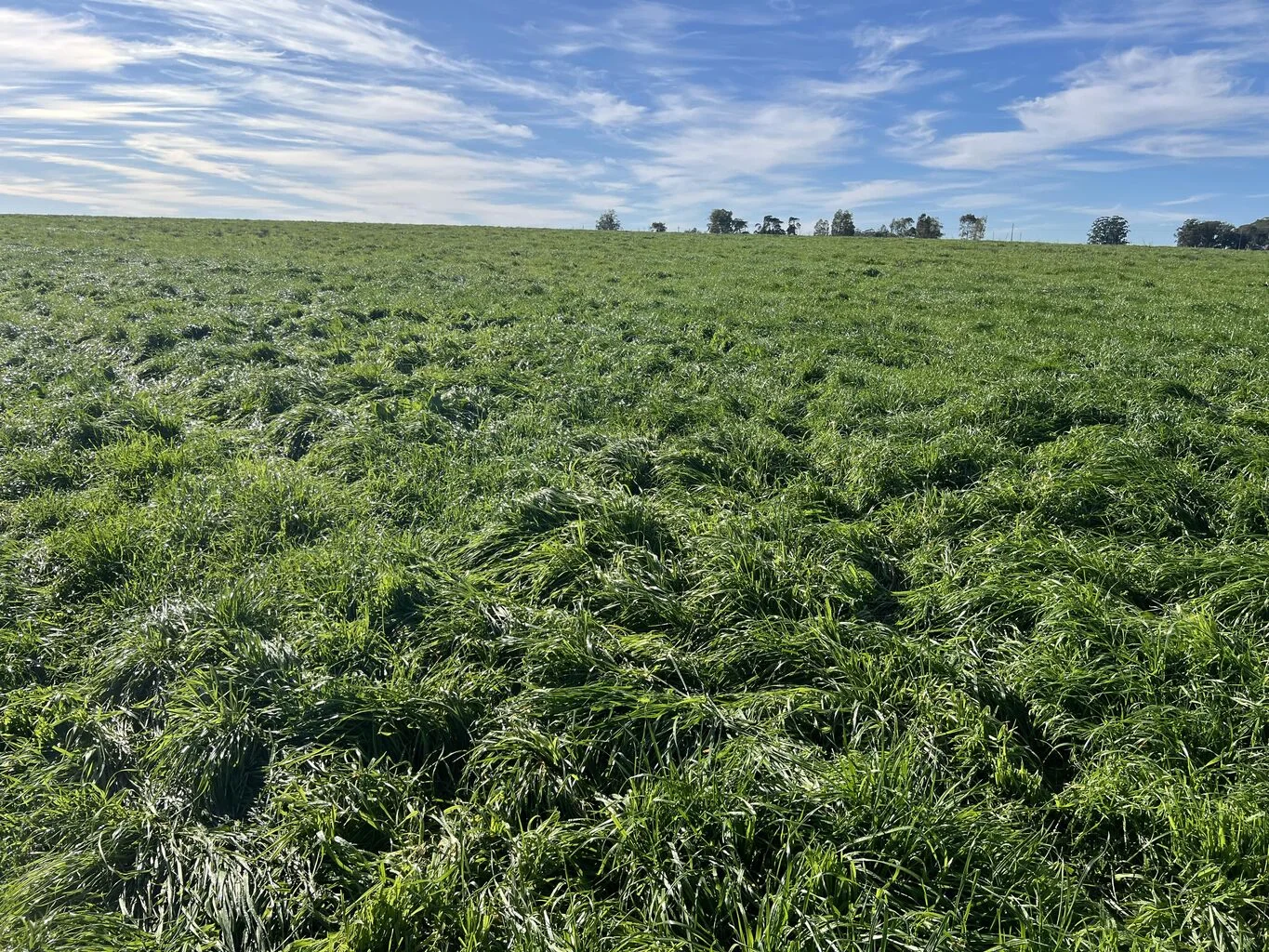 Campo en Rocha, propiedad 298696 -Imagen 10