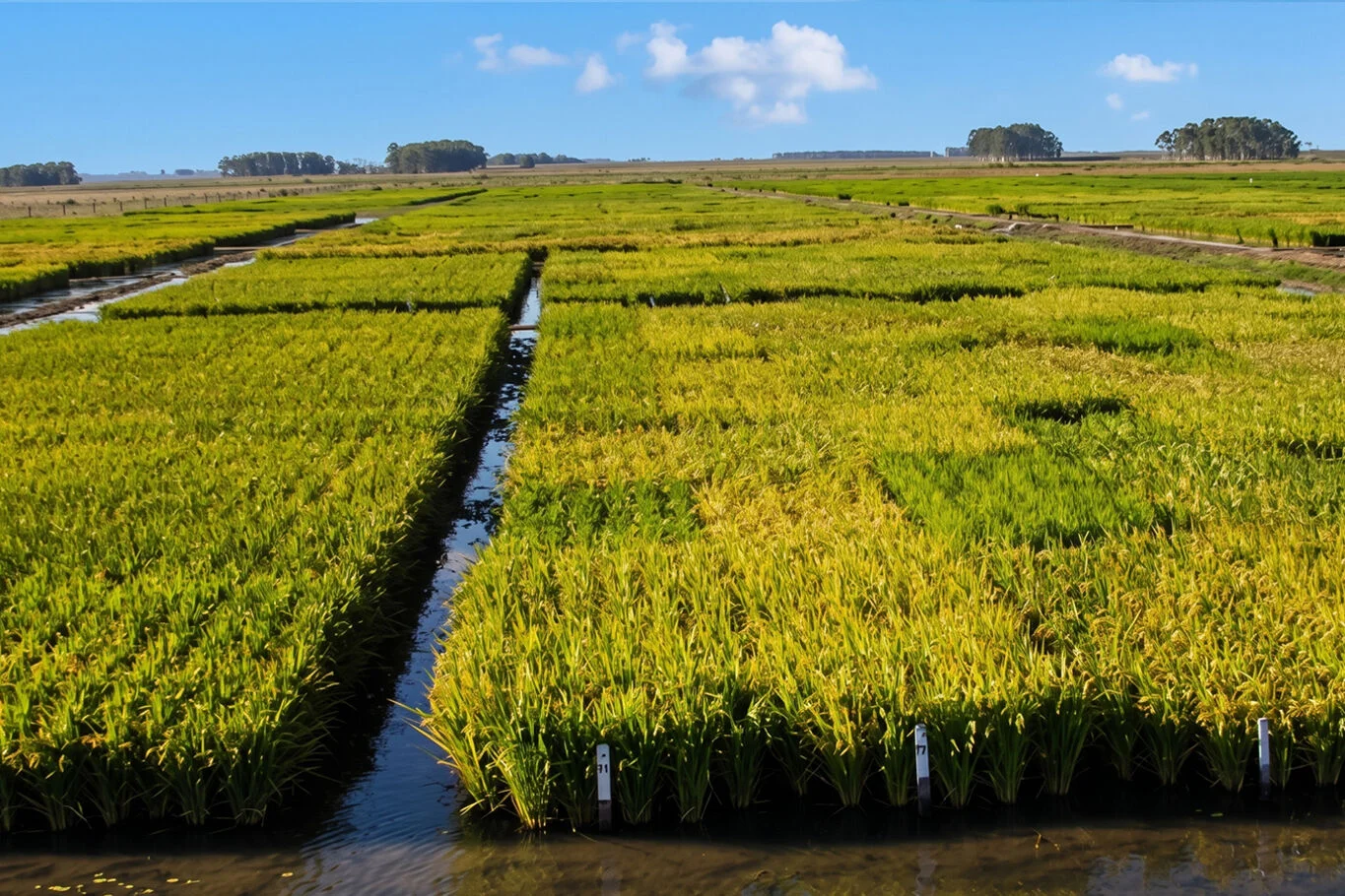Campo en Rocha, propiedad 298698 -Imagen 2