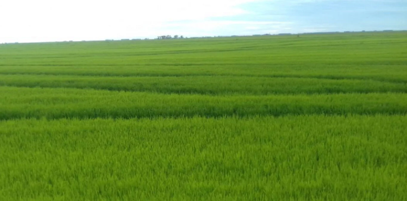 Campo en Rocha, propiedad 298698 -Imagen 5