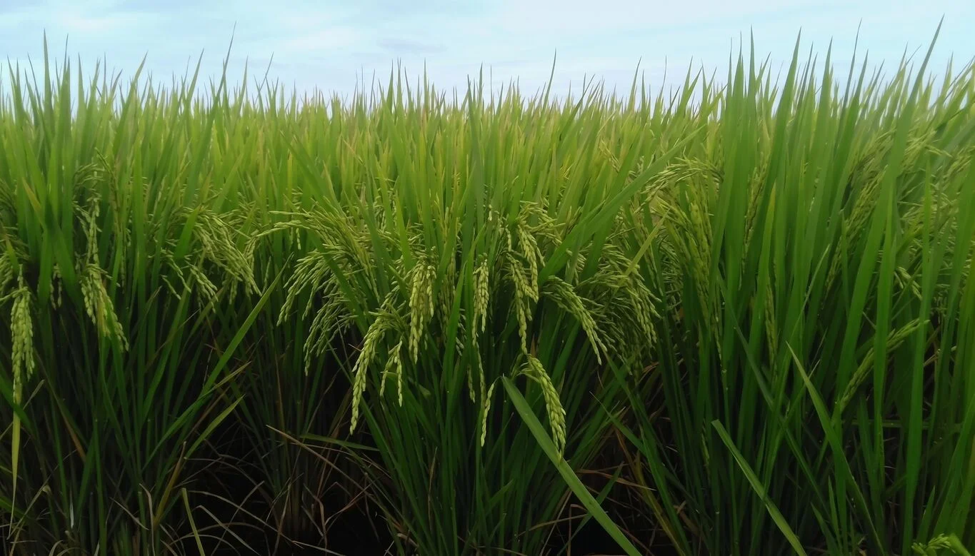 Campo en Rocha, propiedad 298698 -Imagen 6