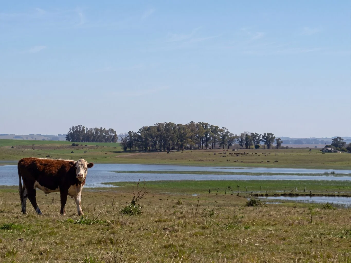 Campo en Rocha, propiedad 298707 -Imagen 2