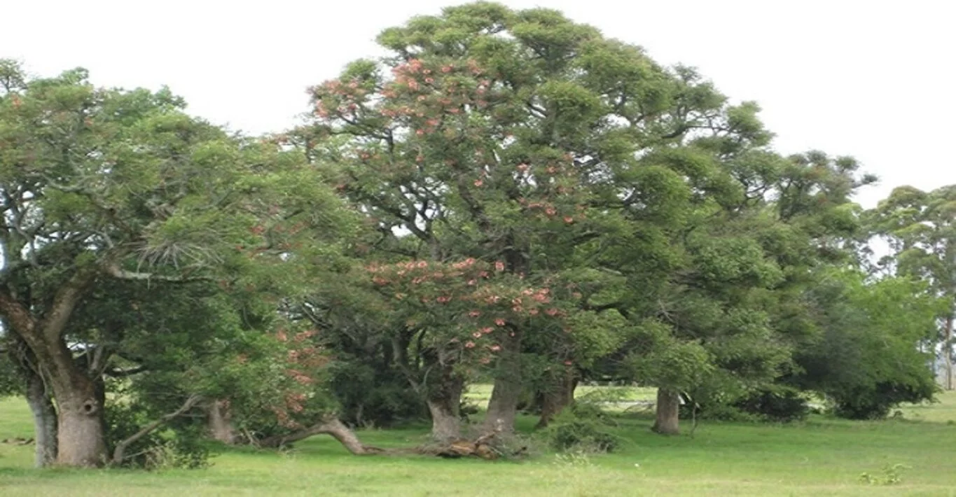 Chacra en Cerro Largo, propiedad 298719 -Imagen 8
