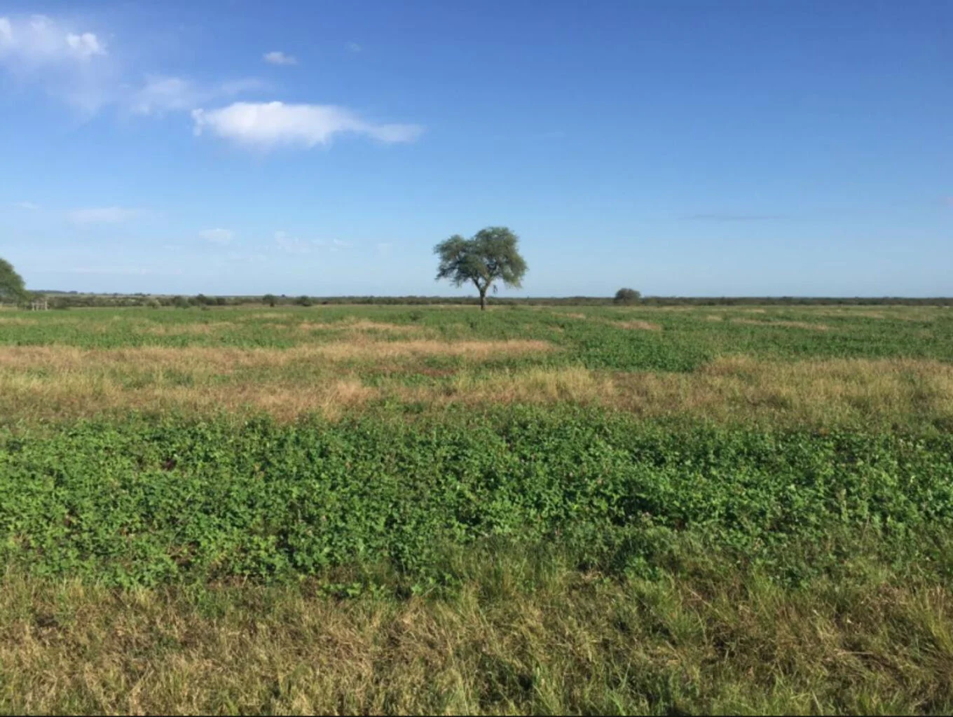 Campo en Paysandú, propiedad 298735 -Imagen 5