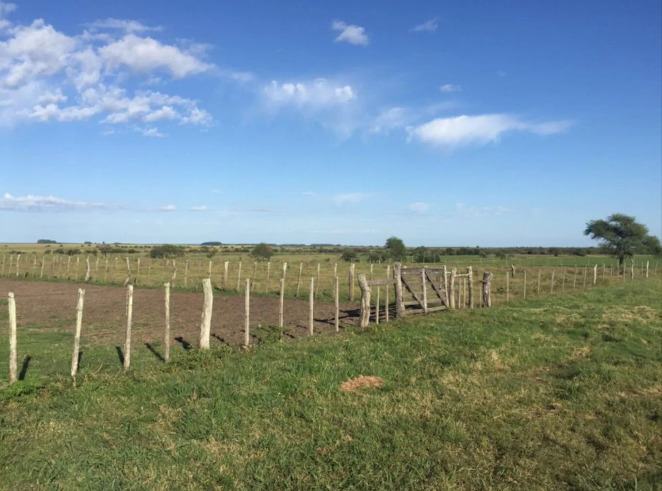 Campo en Paysandú, propiedad 298735 -Imagen 7