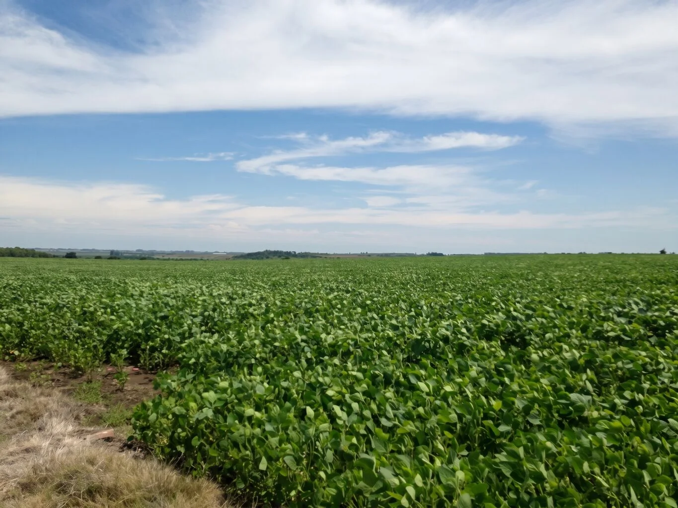 Campo en Florida, propiedad 298750 -Imagen 1
