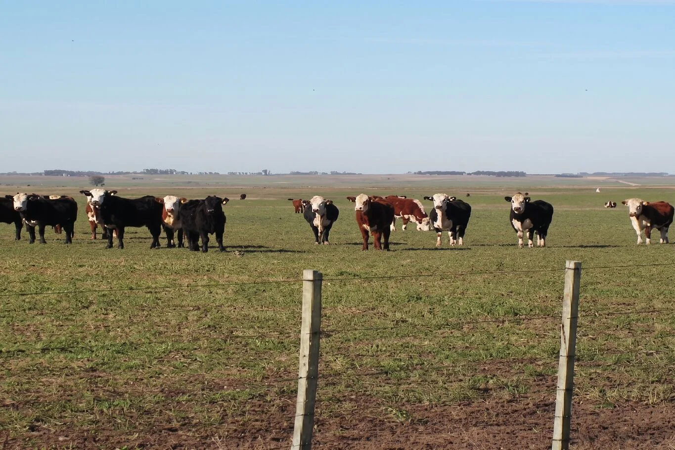Campo en Tacuarembó, propiedad 298777 -Imagen 1