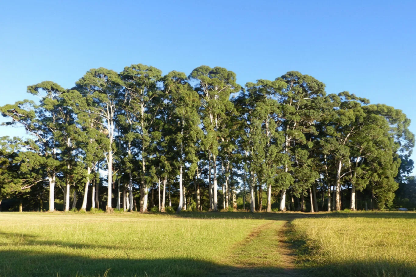Campo en Tacuarembó, propiedad 298777 -Imagen 2