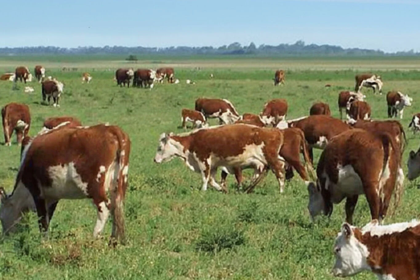 Campo en Tacuarembó, propiedad 298777 -Imagen 3