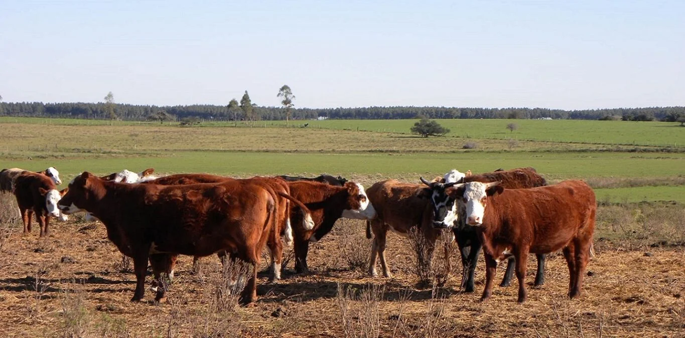 Campo en Tacuarembó, propiedad 298779 -Imagen 1