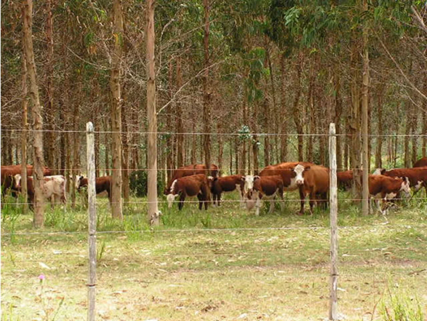 Campo en Maldonado, propiedad 298824 -Imagen 3