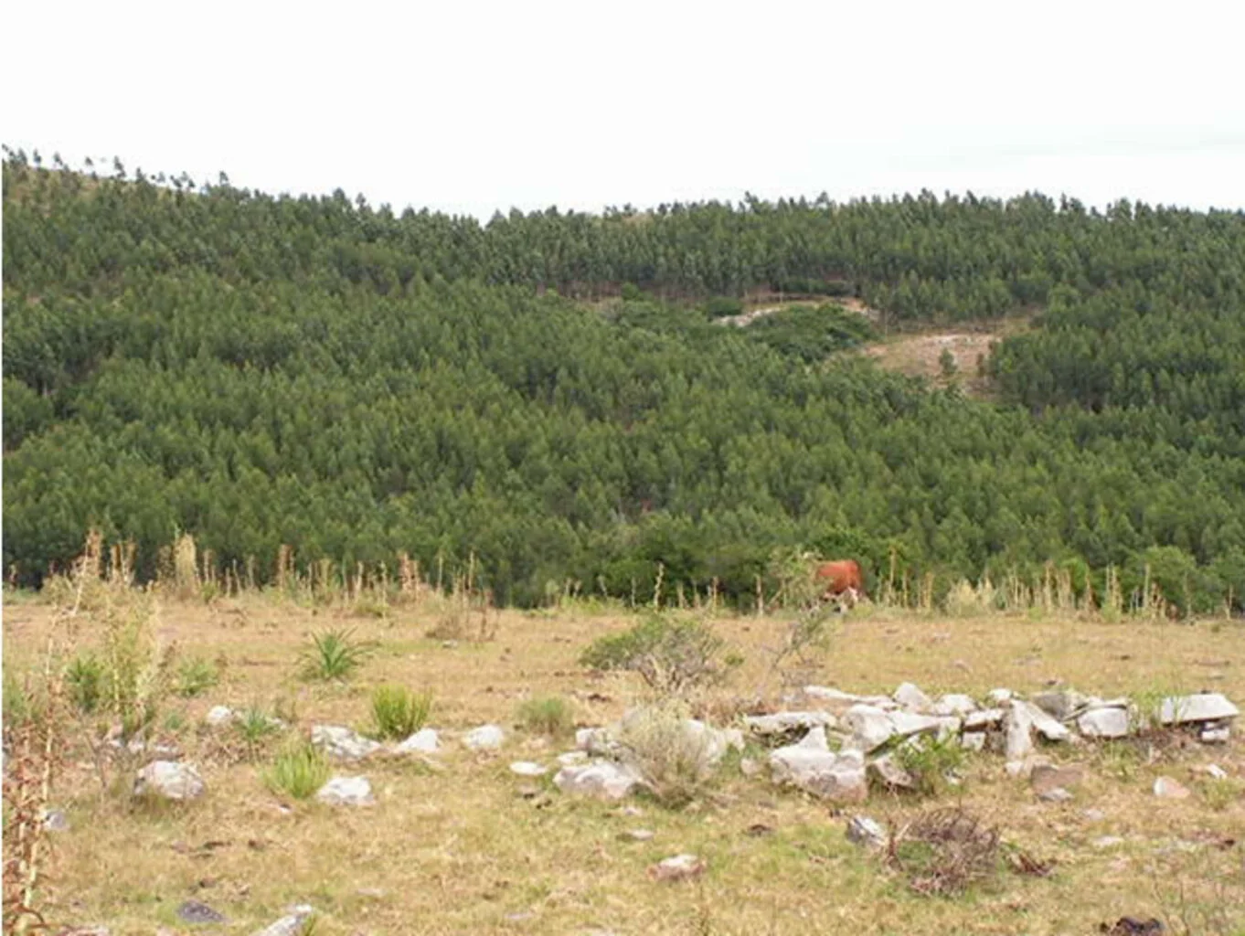 Campo en Maldonado, propiedad 298824 -Imagen 7