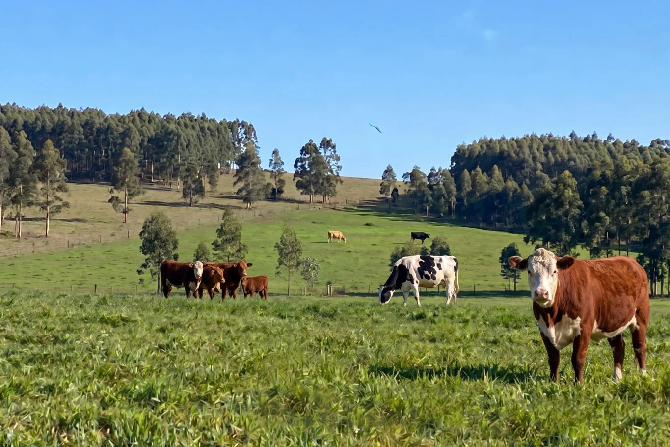 Campo en Minas, propiedad 298900 -Imagen 1