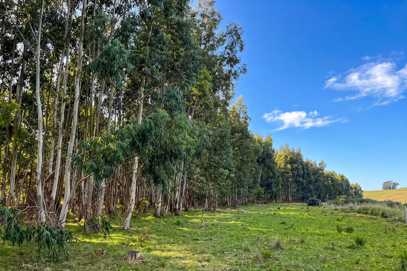 Campo en Minas, propiedad 298900 -Imagen 4