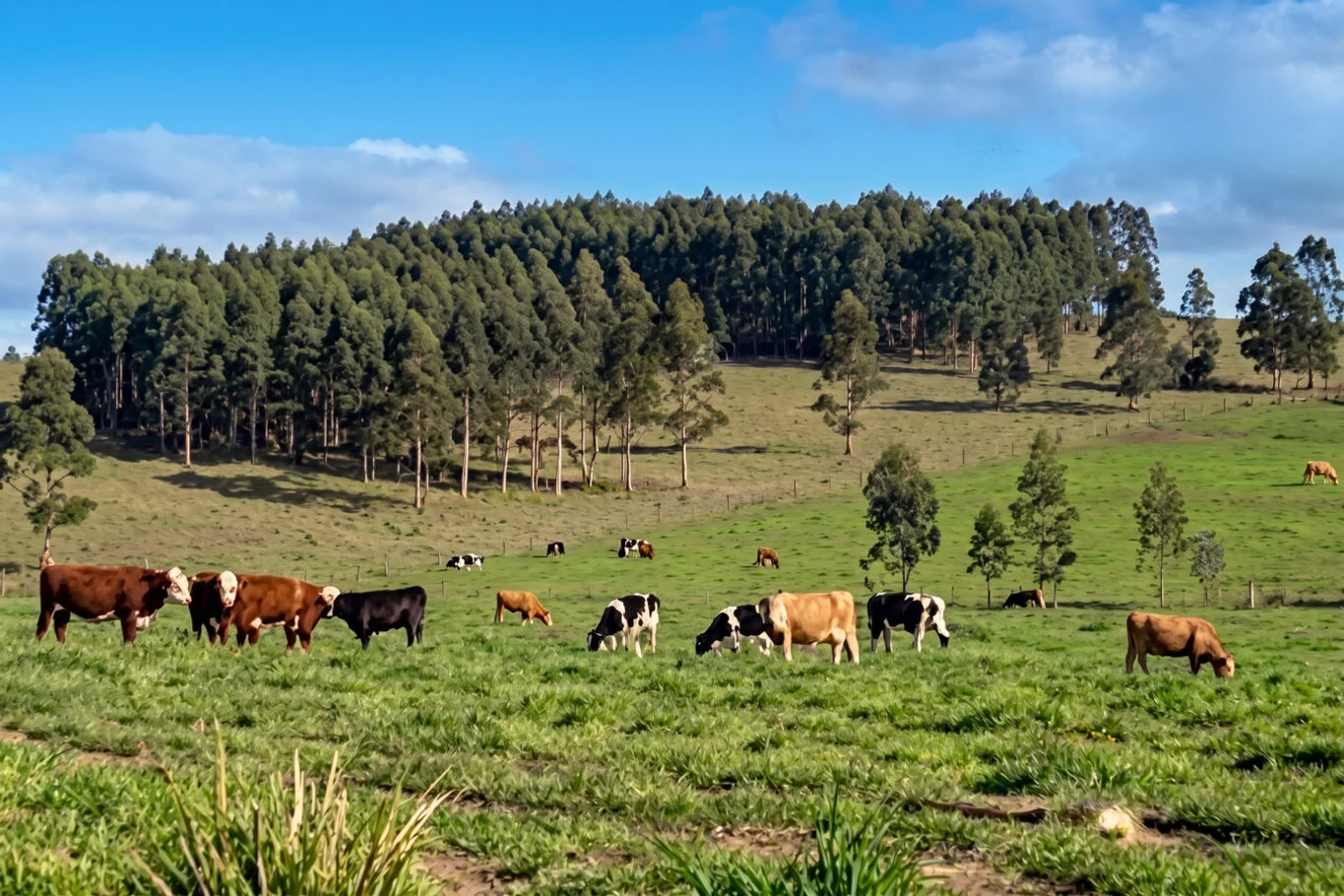 Campo en Minas, propiedad 298901 -Imagen 2