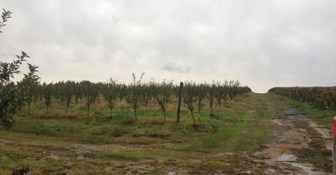 Campo en Montevideo, propiedad 299000 -Imagen 5