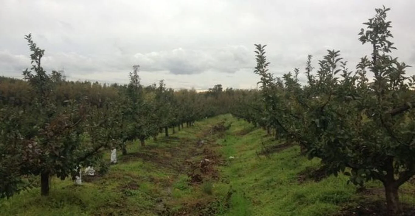 Campo en Montevideo, propiedad 299000 -Imagen 4