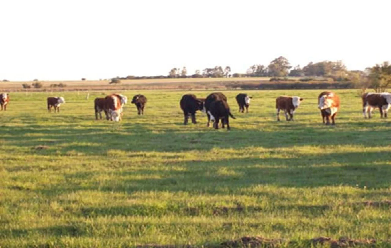 Campo en Colonia del Sacramento, propiedad 300107 -Imagen 7