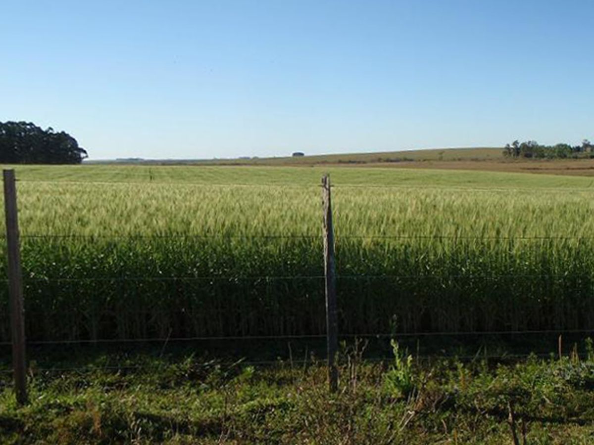 Campo en Melo, propiedad 57474 -Imagen 2