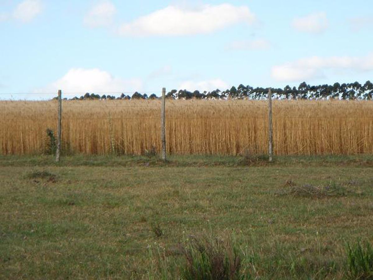 Campo en Melo, propiedad 57474 -Imagen 5