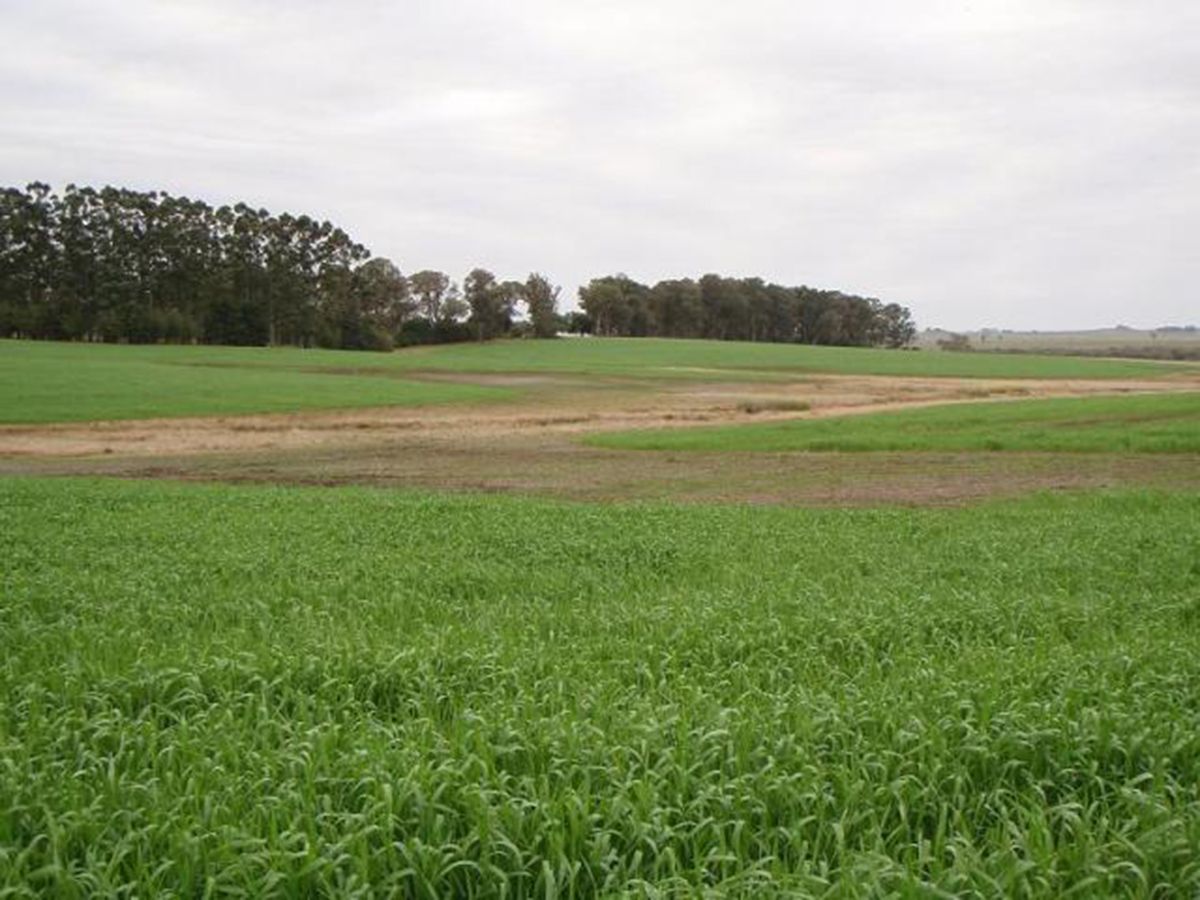 Campo en Melo, propiedad 57474 -Imagen 4