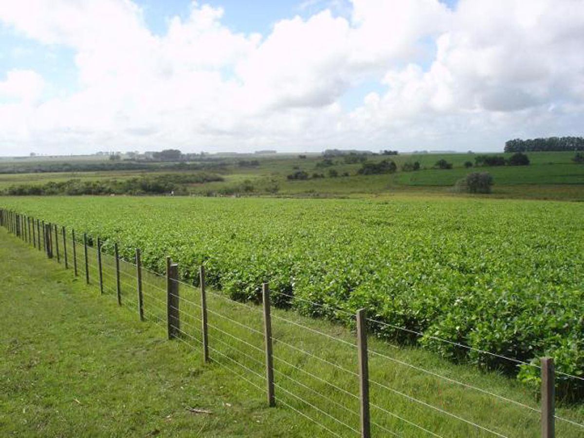 Campo en Melo, propiedad 57474 -Imagen 3