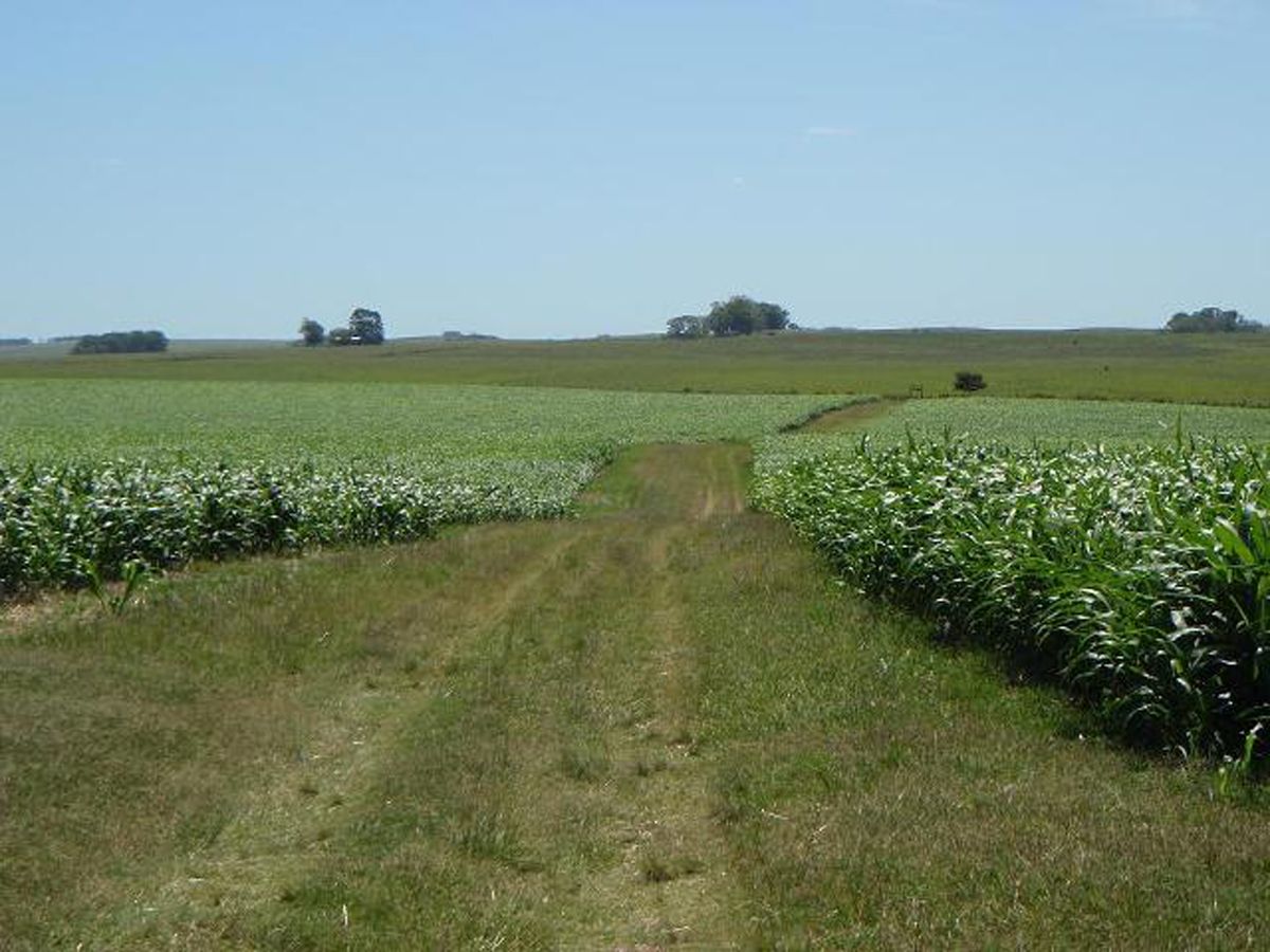 Campo en Melo, propiedad 57474 -Imagen 7