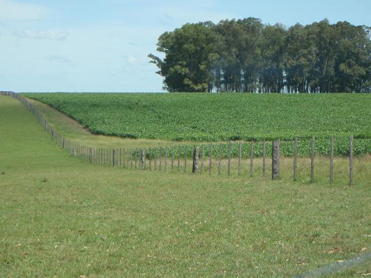 Campo en Melo, propiedad 57474 -Imagen 11