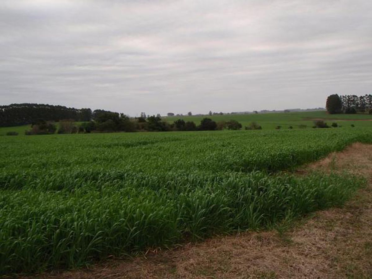 Campo en Melo, propiedad 57474 -Imagen 12