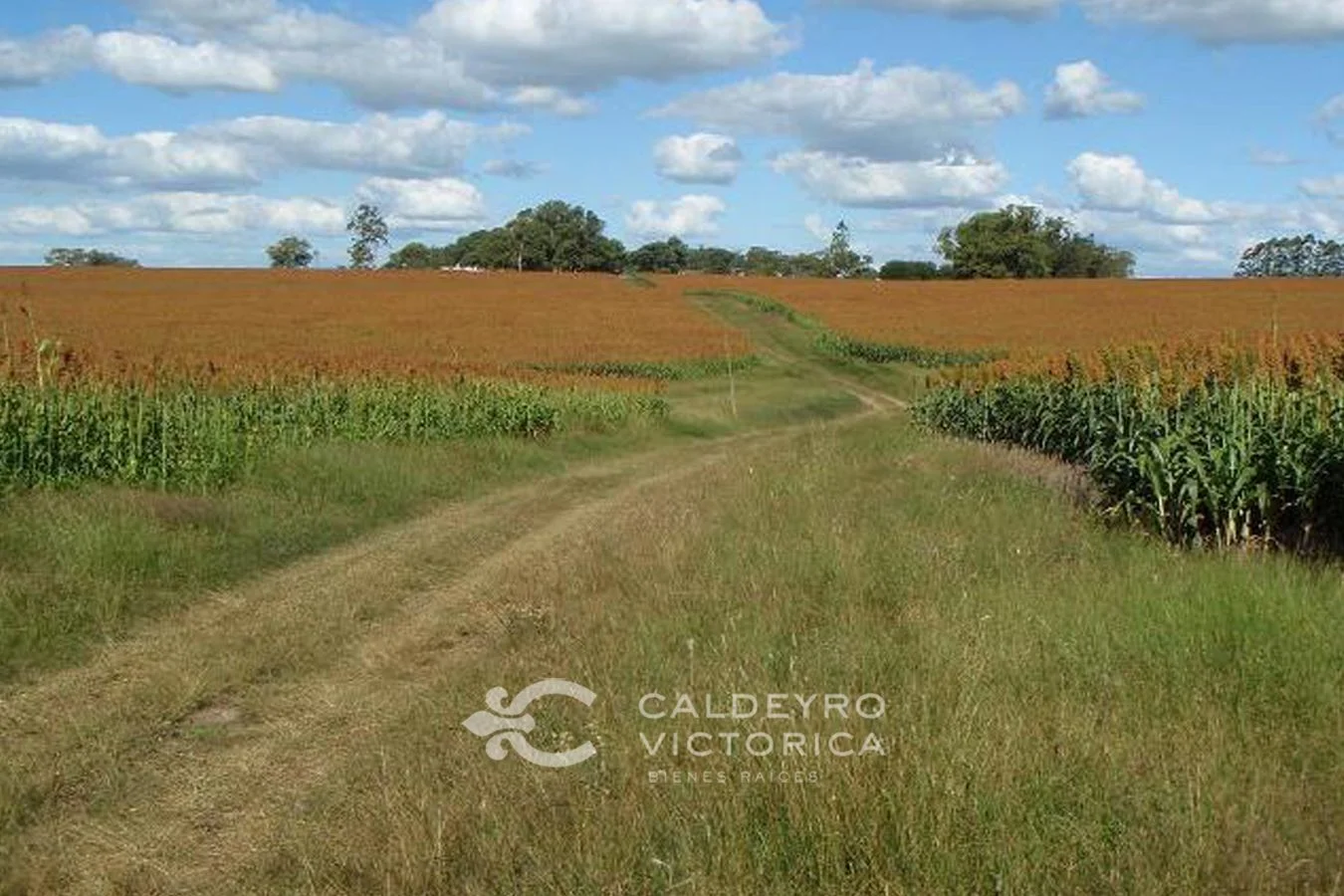 Campo en Melo, propiedad 57474 -Imagen 1