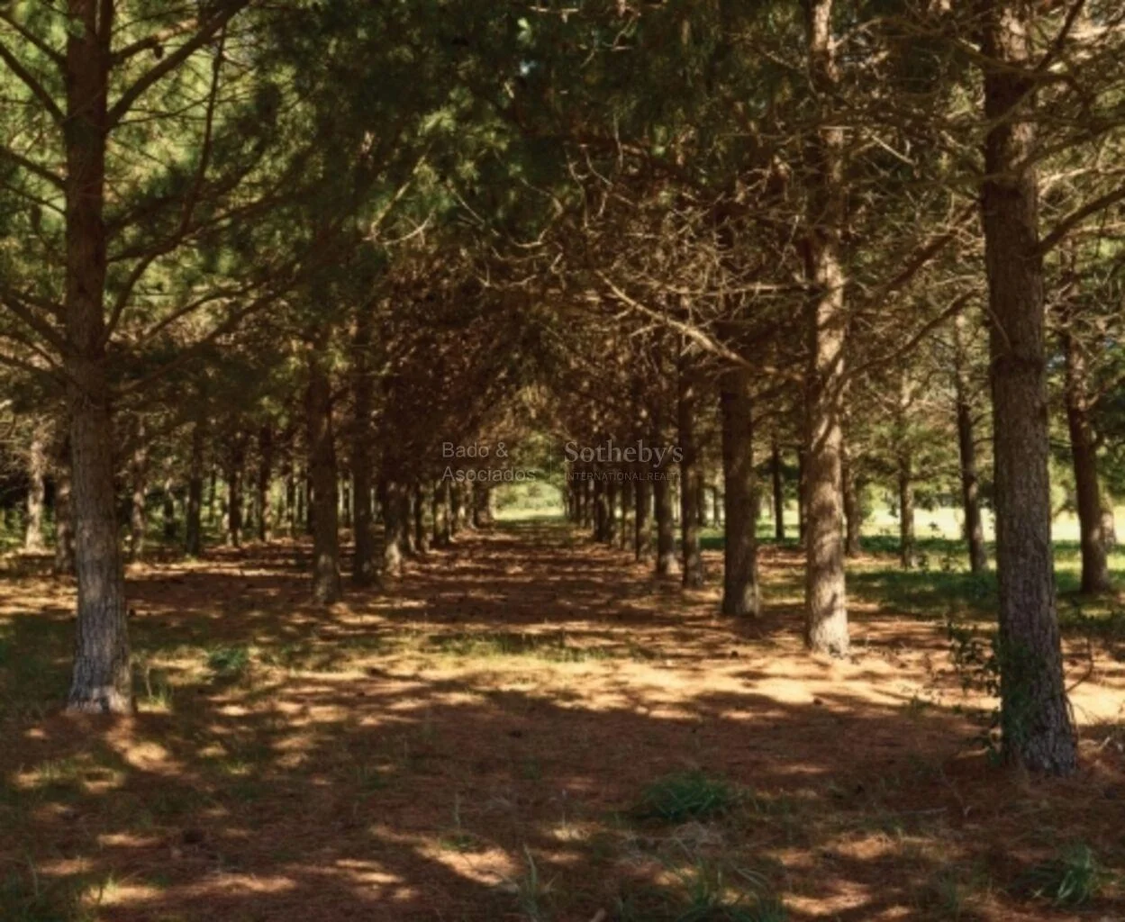 Terreno en Punta Negra, propiedad 284480 -Imagen 8