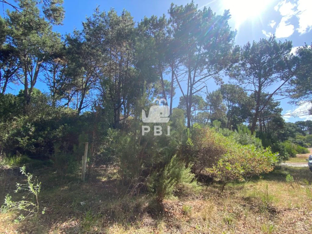 Terreno en Punta Ballena, propiedad 284682 -Imagen 4
