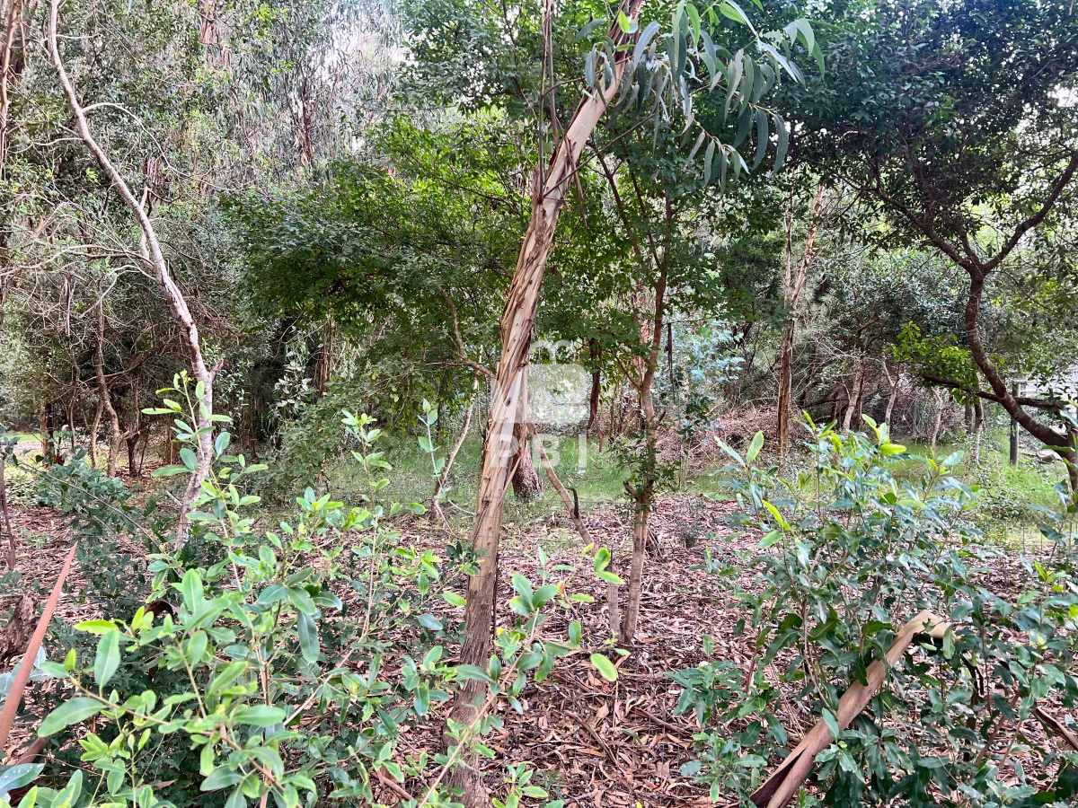 Terreno en Punta Negra, propiedad 62238 -Imagen 5