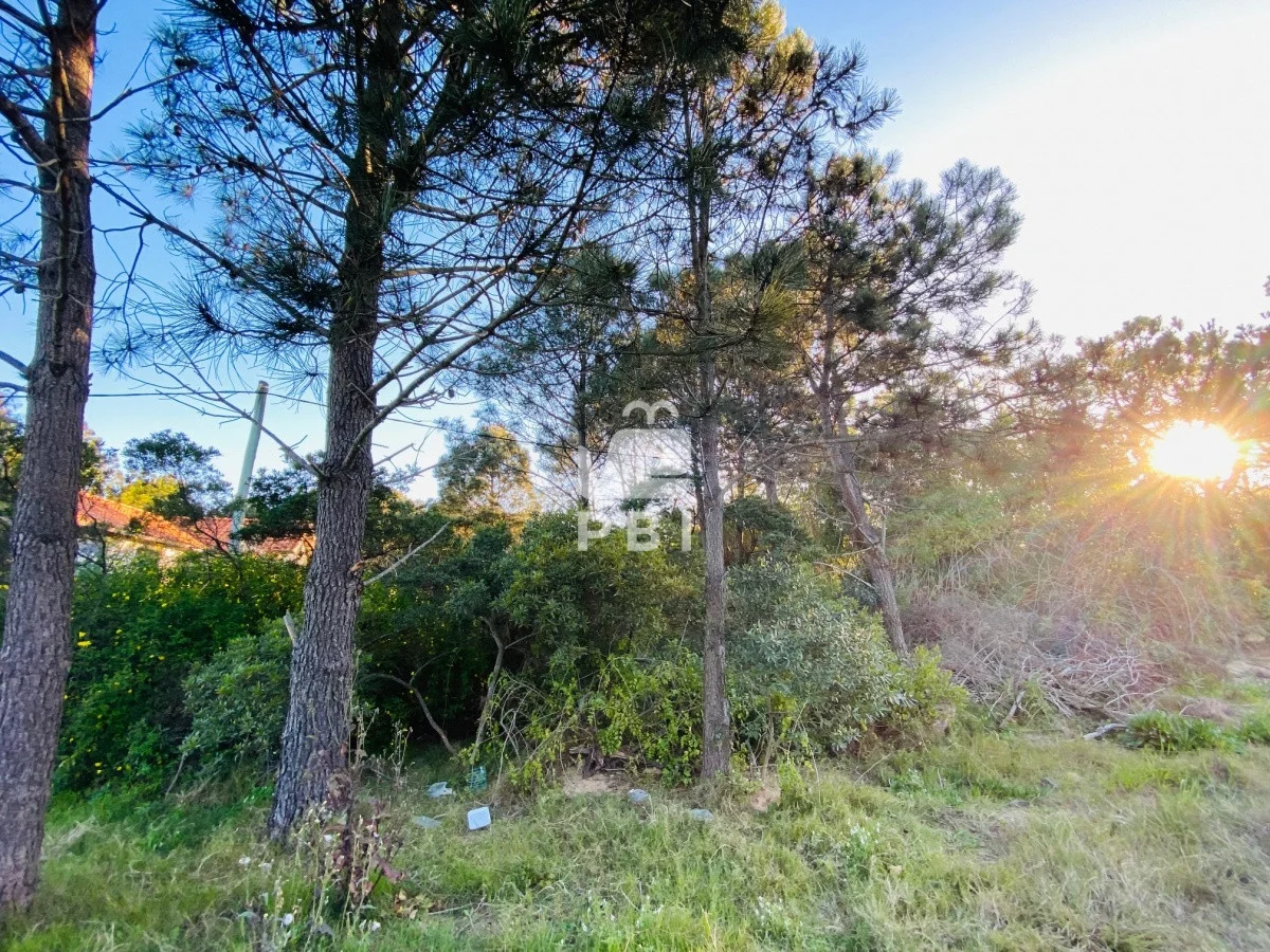 Terreno en Tio Tom, propiedad 62260 -Imagen 3