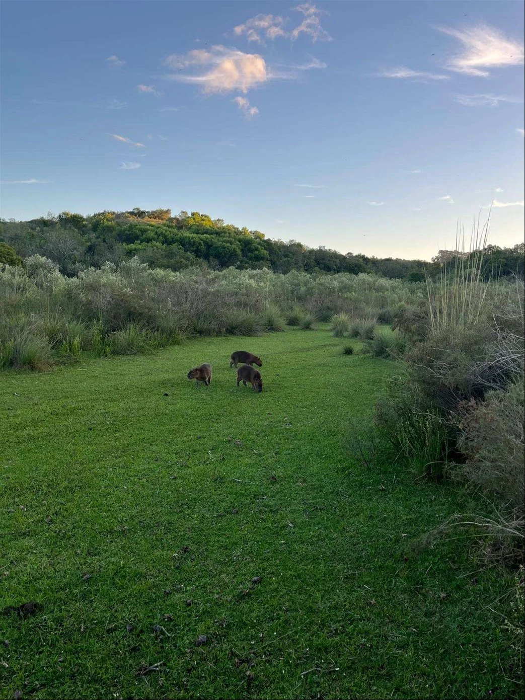 Campo en Isla Patrulla, propiedad 267045 -Imagen 12