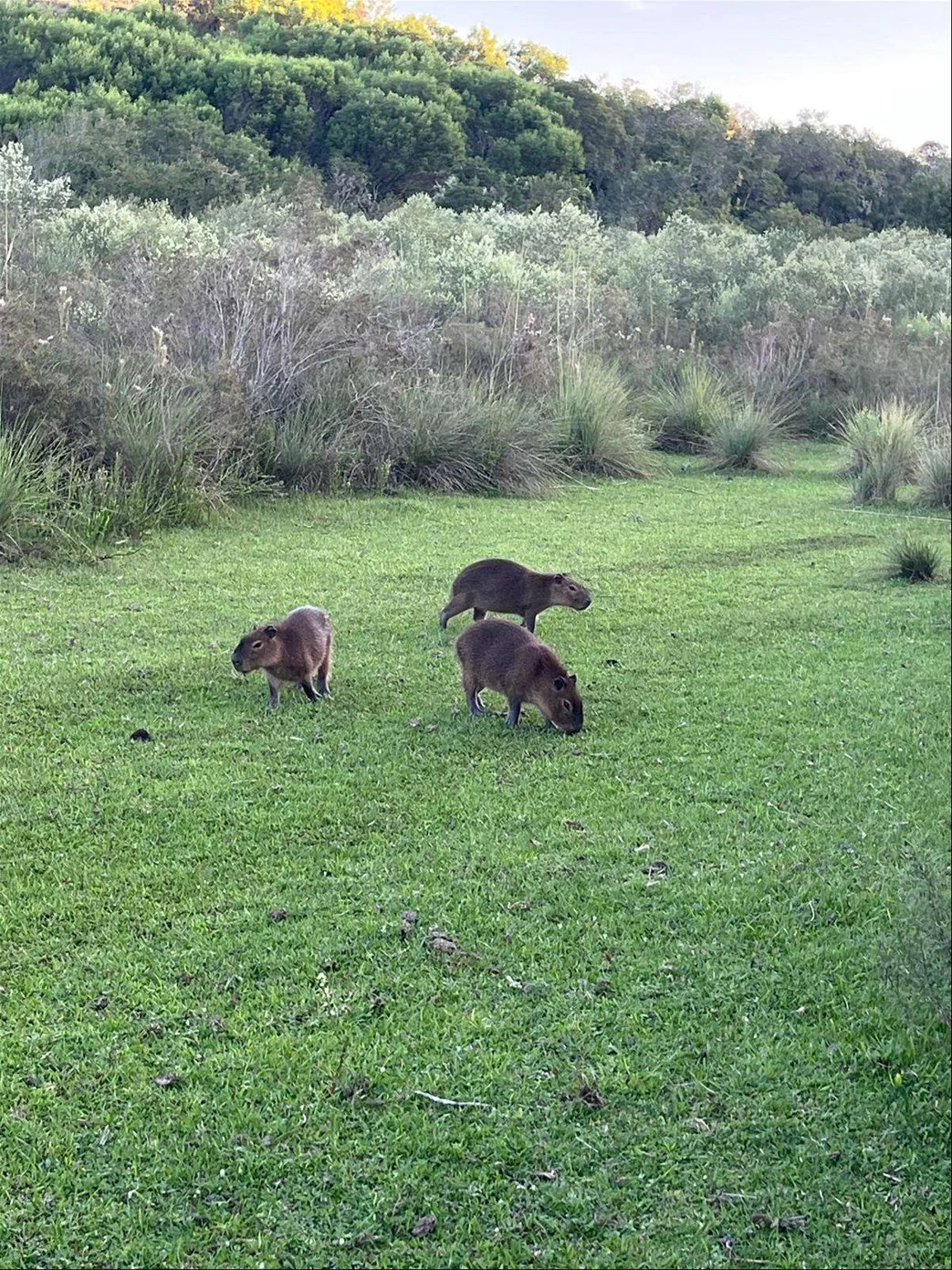 Campo en Isla Patrulla, propiedad 267045 -Imagen 14