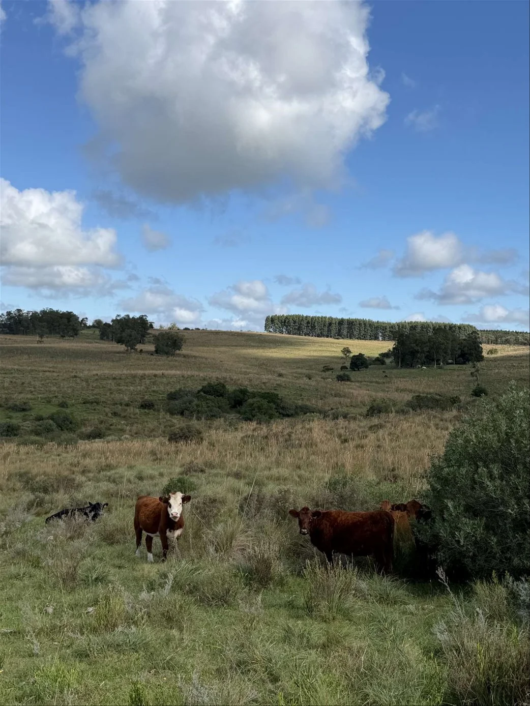 Campo en Isla Patrulla, propiedad 267045 -Imagen 16