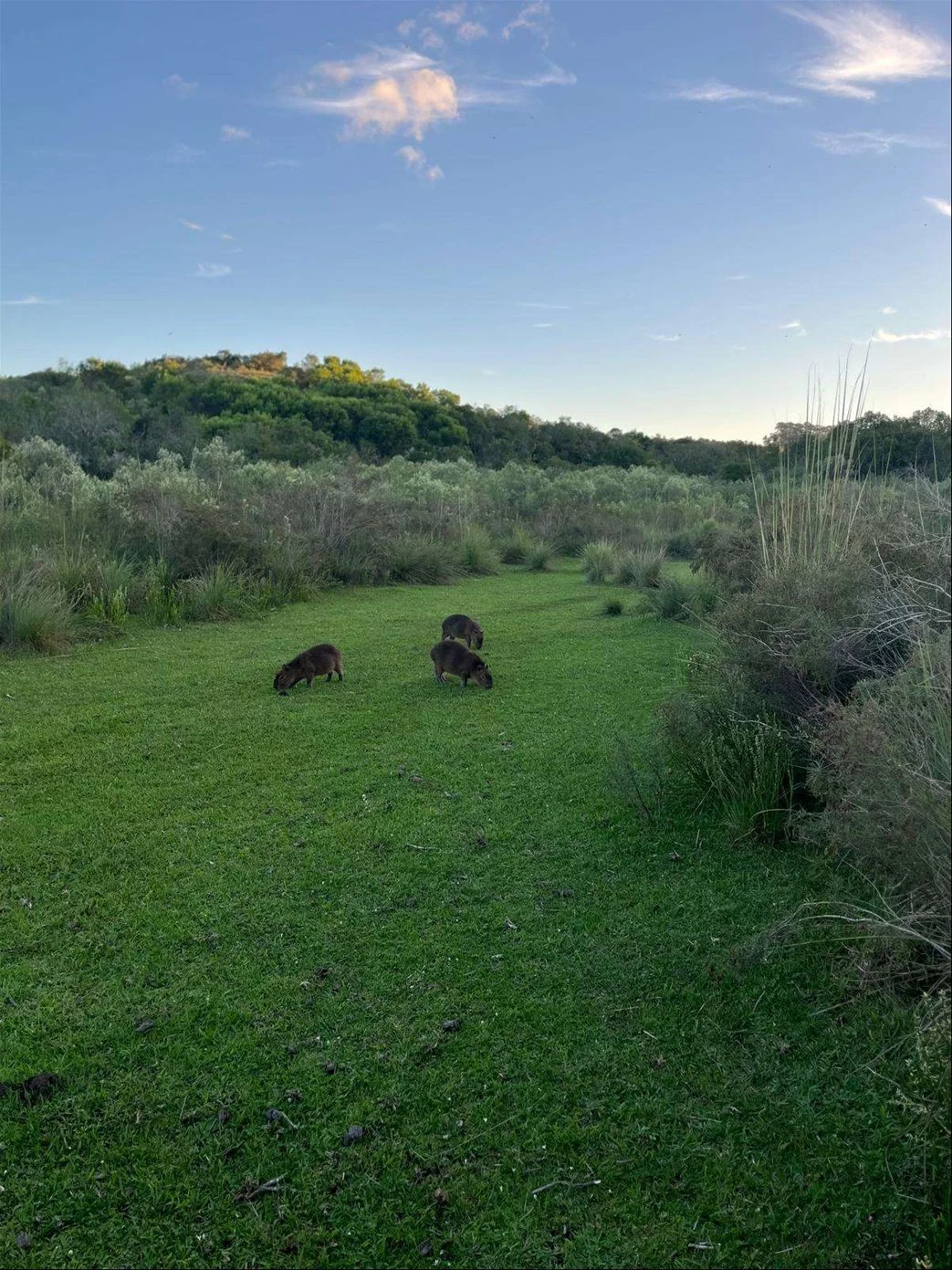 Campo en Isla Patrulla, propiedad 267045 -Imagen 2