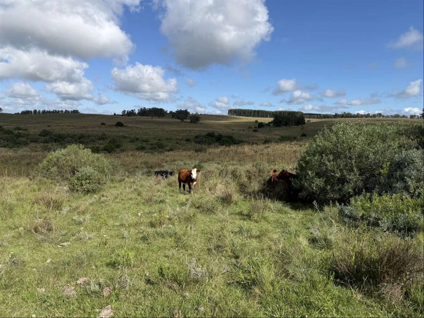 Campo en Isla Patrulla, propiedad 267045 -Imagen 7