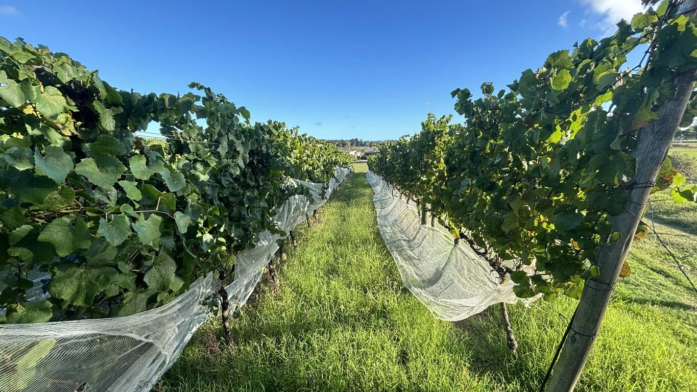 Terreno en Viñedos de la Tahona, propiedad 163404 -Imagen 11