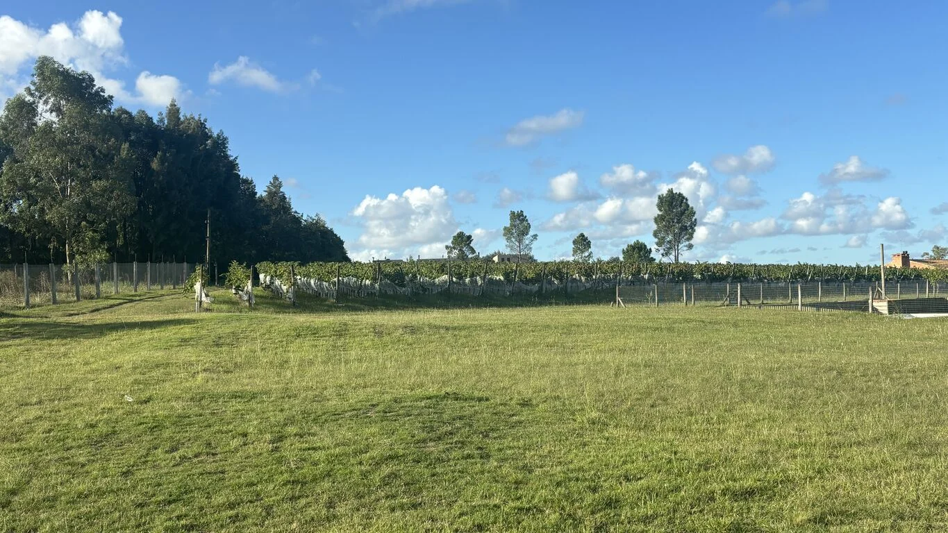 Terreno en Viñedos de la Tahona, propiedad 163404 -Imagen 4