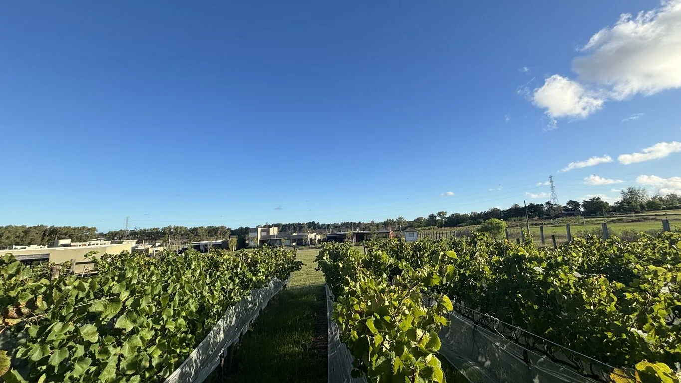 Terreno en Viñedos de la Tahona, propiedad 163404 -Imagen 10