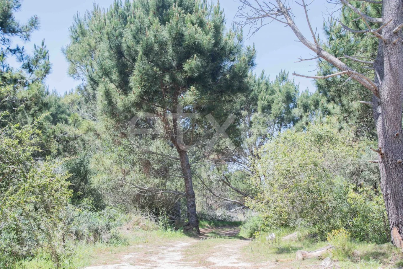 Terreno en La Pedrera, propiedad 284310 -Imagen 4