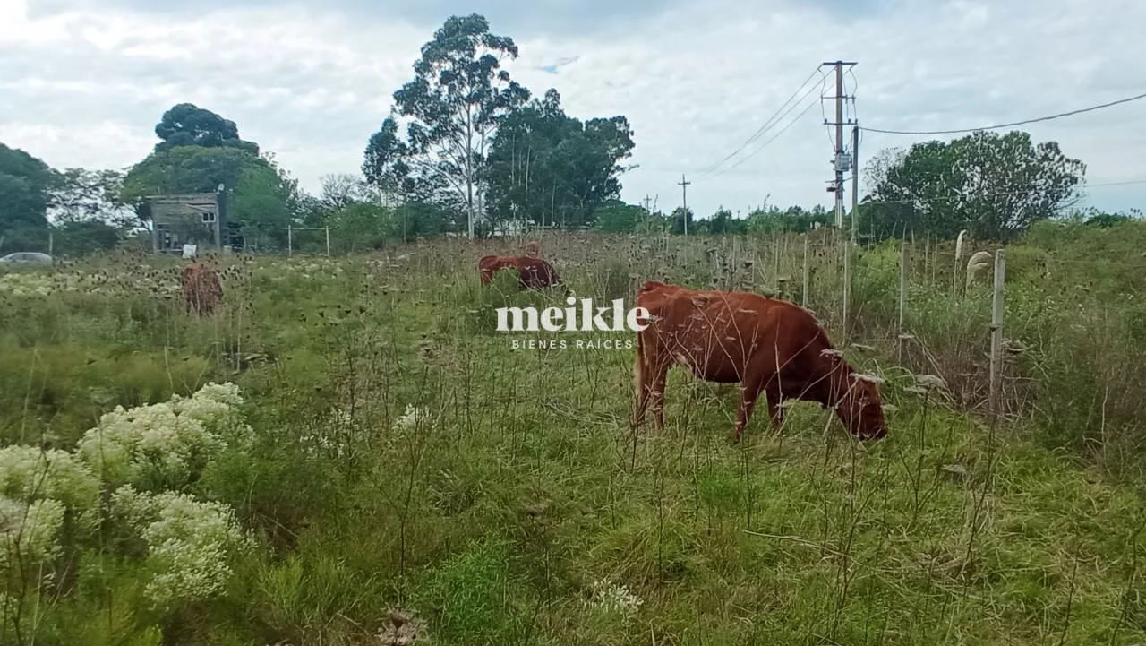 Chacra en Colonia Nicolich, propiedad 95056 -Imagen 5