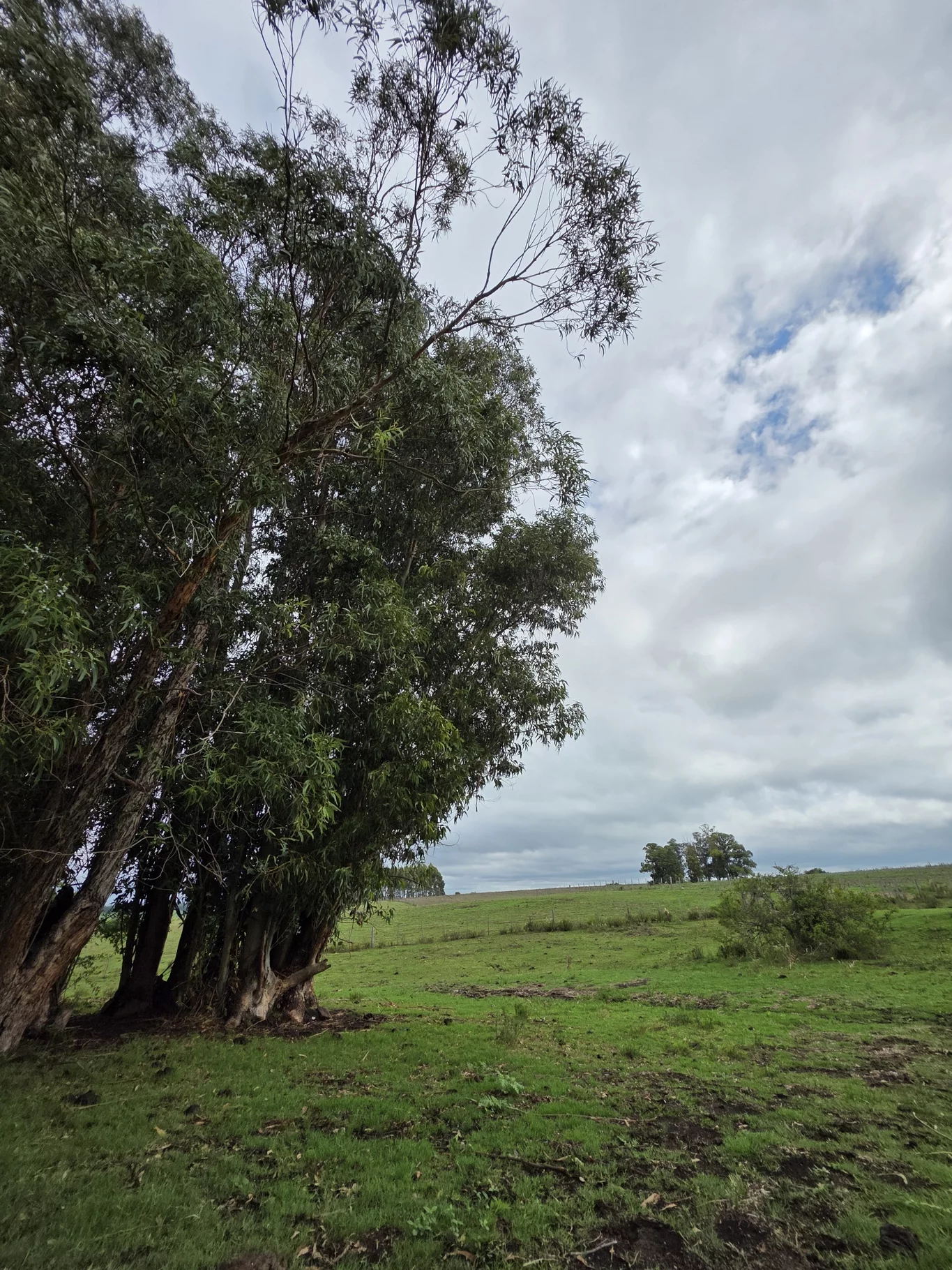 Campo en Solis de Mataojo, propiedad 254045 -Imagen 9