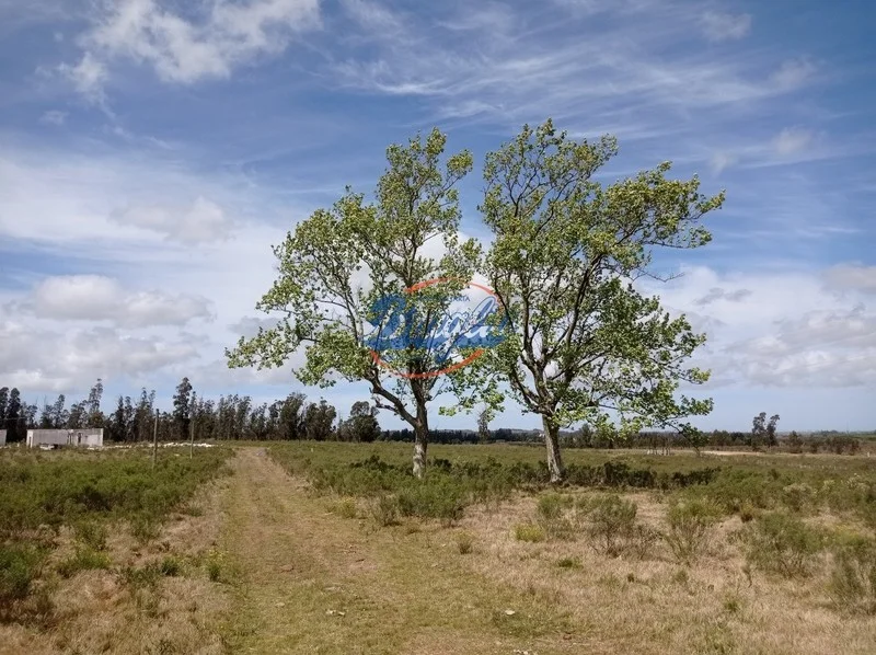 Campo en Punta del Este, propiedad 98075 -Imagen 9