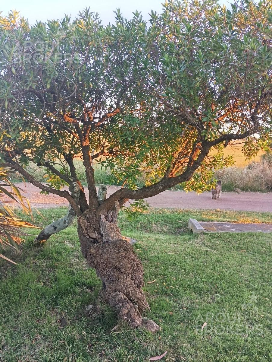 Chacra en Piedras de Afilar, propiedad 250009 -Imagen 10