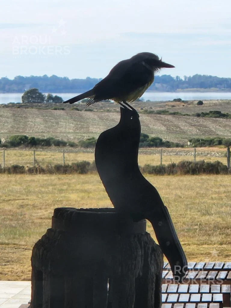 Chacra en Punta del Este, propiedad 258486 -Imagen 19